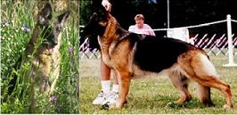 CH (CAN) Bluewood Crystaridge Obsession