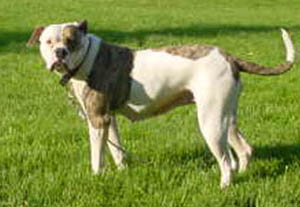 Sativa Jacobs ( DNA-P & OFA Good )