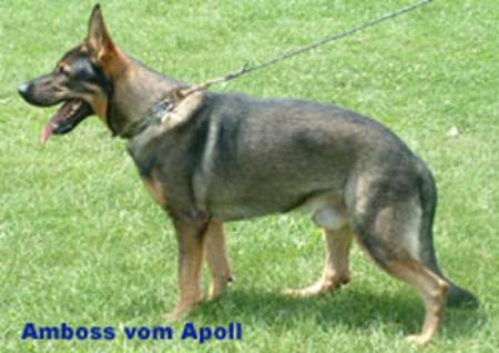 Amboss Vom Apoll