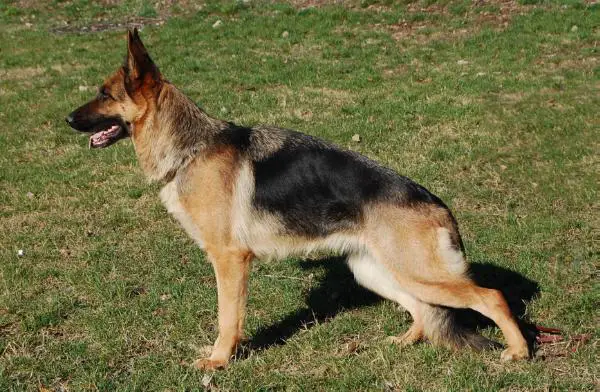 JCH.RUS, CH.RUS KARMEN ad Astra Gloria