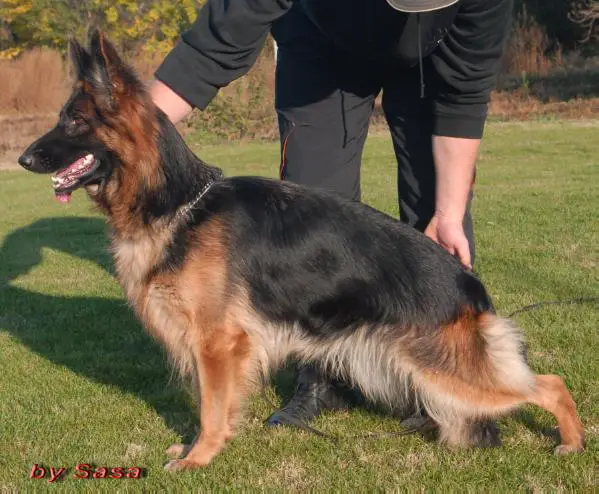 Saskya vom Haus Milesevac