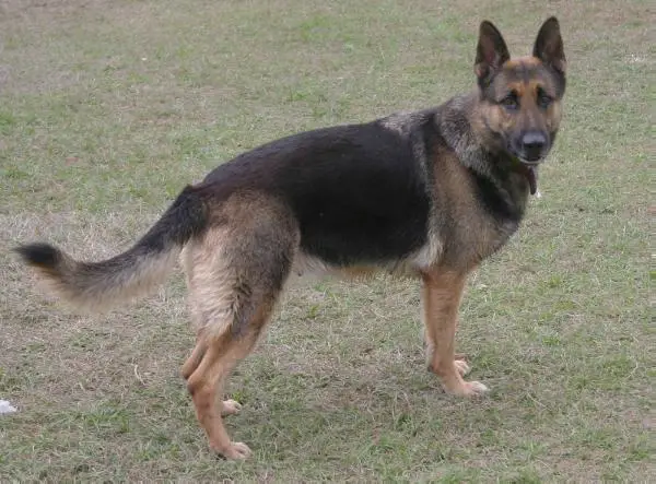 Lady Scarlett Jordan