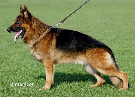 CAC RPJ CACIB BOB Fanto v Buchenland