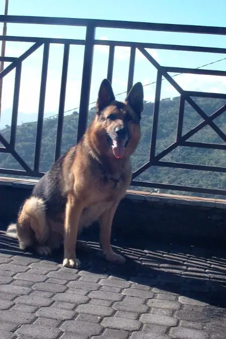 Shamyr di villa cucinotta