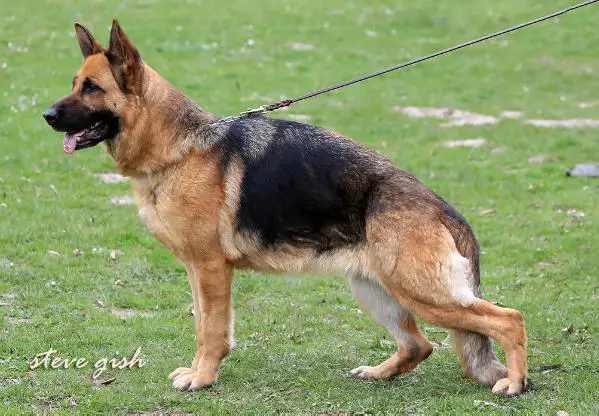 V Fränzi von der Radsieksbeeke