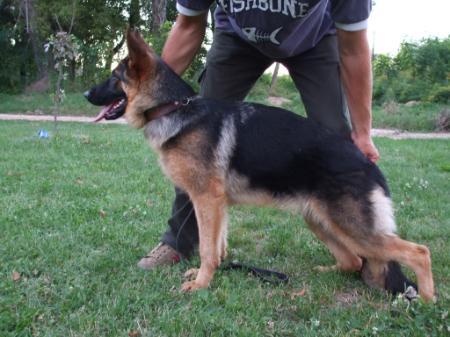 VV 1 Ajka-Kristályvölgyi Dafny