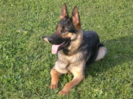 Phoebe vom Kiehn Haus