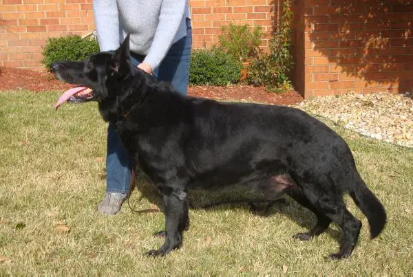 Jaffo Zeus von Kiokee