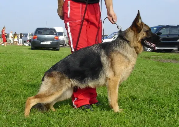 Ronja Naujavilnietis