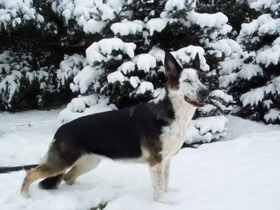 Lewcinka's Franka Von Phenom