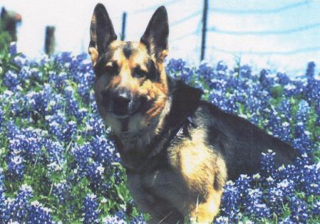 Excaliburs Merlin Reborn