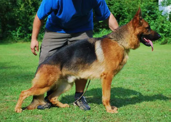 SG4 SPANISH SIEGER Popstar Da Casa Da Gordage