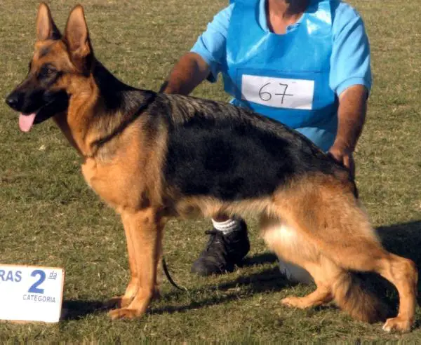 V Vanda von del canne