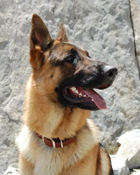 F-Rajko vom Theishof