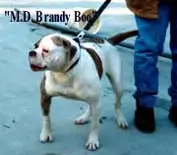 MD Brandy Boo