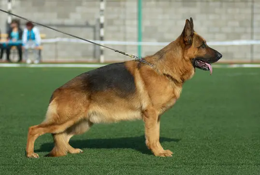 VA4 (KAZAKHSTAN) Fando von Ascanius