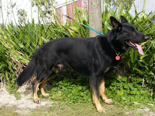 Gamor von Heisenberg