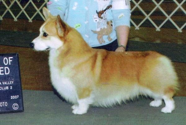 AKC CH Faerie Glen The Saint