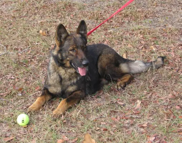 Quintessence Vom Brashears