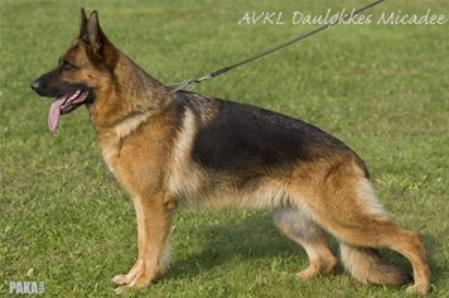 VA(DK) Dauløkke's Micadee