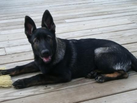 Danger Danger Vom Kleinen Hain