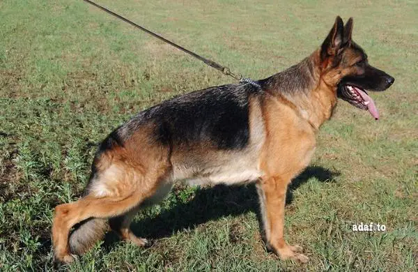 Fiona del Rione Antico