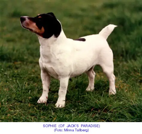 Sophie of Jack's Paradise