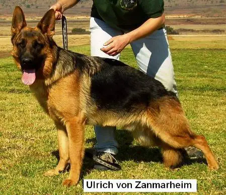 Ulrich von Zanmarheim