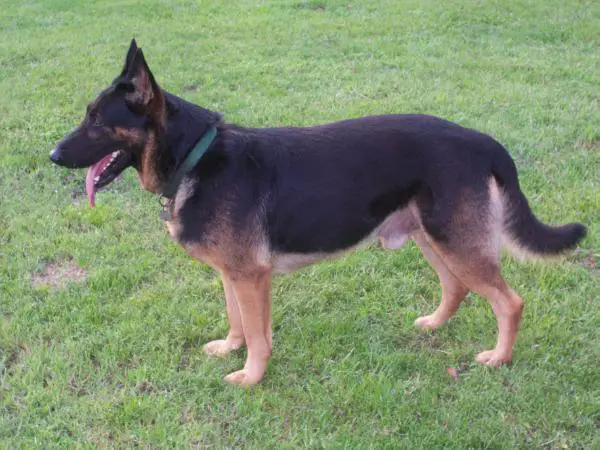 Charly's Diablo Zarro