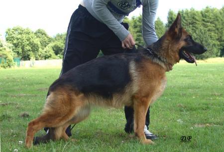 CACIB(PAK) Aba von der Urbecke