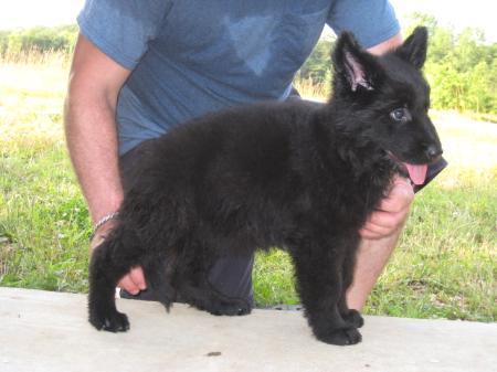 Rubella vom Silbersee