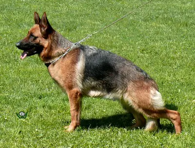 VA1,6 (CZ), VA2 (SK) Iris Suché Lazce