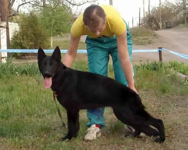 JCH(UA) Chernaya  Magia von Artig Koter