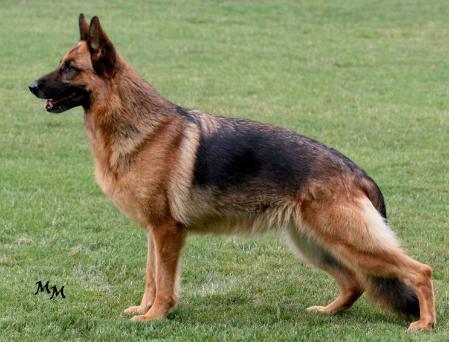 V Flora von Blue-Rose