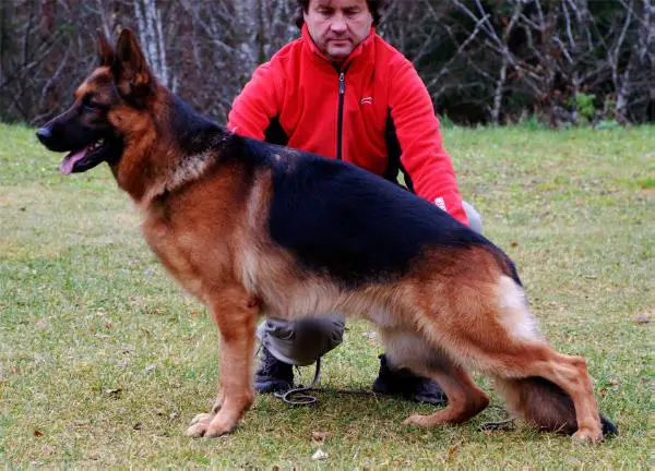 V CAC CACIB Quinto vom Farbenspiel