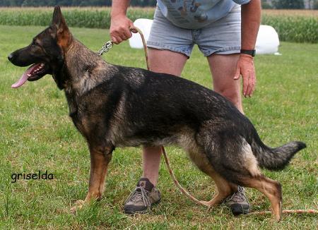 V Ginny vom Gräfental