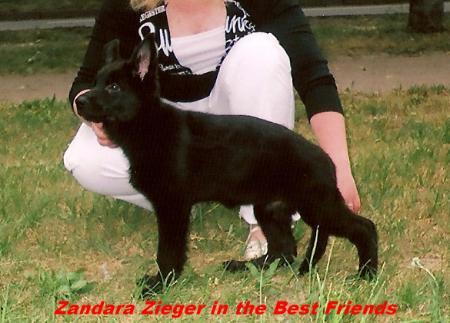 BEST PUPPIES Zandara Zieger in the Best Friends
