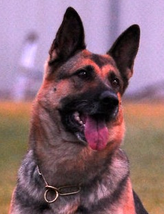 SG Yes von der Hegge