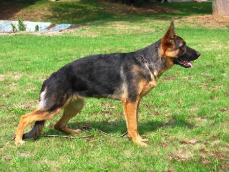 Tessi von der Königsgarde