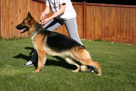 V (INT'L USA) Jade Von der Busselhaus