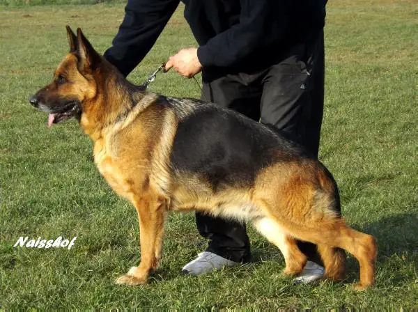 SG-2 Viona Topolovnicka