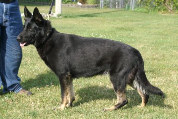 Cher Car's Shell Game a.k.a. Shelby