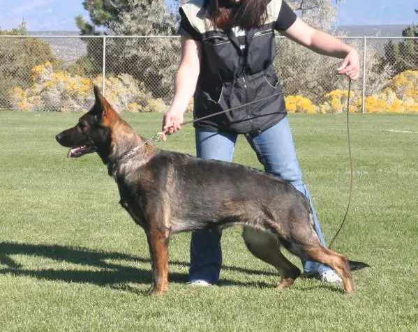 Ash vom Kriegerhund