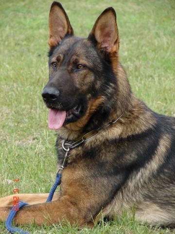 V Zhardan s Putilovoy Gory