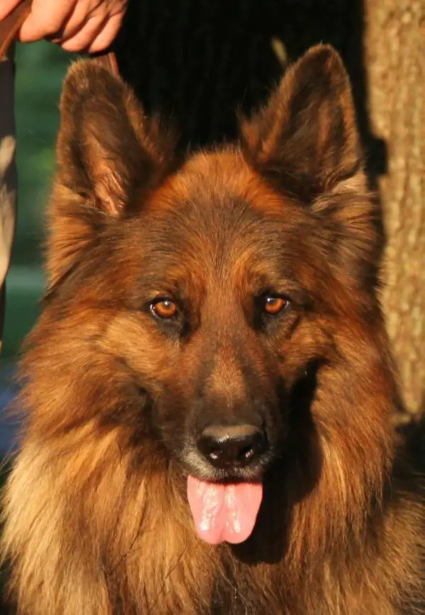 Kaiser von Fenja