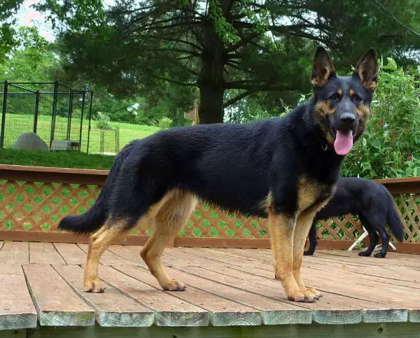 Xena of Crooked Creek