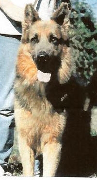 Snowcloud's Chief Blue Mist