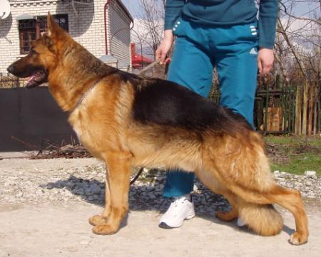 V.CH RUS Urman Gold Schaferhund
