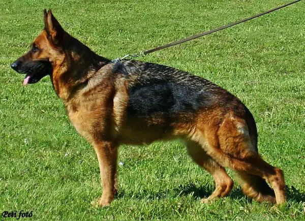 V1 Sandra in Regnum Marianum