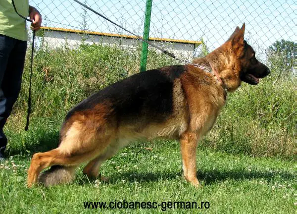 SG 1, RPJ, CAC Kayo von Haus Mofli (Ullmar)